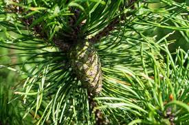 Attēlu rezultāti vaicājumam “Pinus sylvestris fruit”