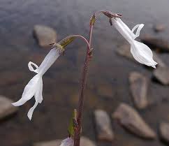 Attēlu rezultāti vaicājumam “Lobelia dortmanna flower”