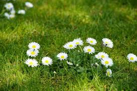 Image result for Bellis perennis
