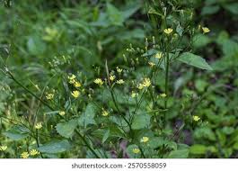 Attēlu rezultāti vaicājumam “Lapsana communis flower”