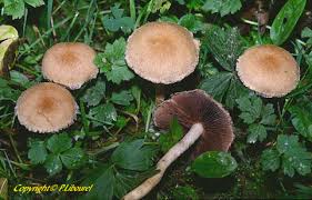 Attēlu rezultāti vaicājumam “Psathyrella lacrymabunda”