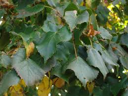 Attēlu rezultāti vaicājumam “Tilia amurensis”