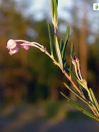 Attēlu rezultāti vaicājumam “Andromeda polifolia bud”