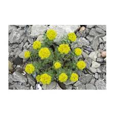 Attēlu rezultāti vaicājumam “Rhodiola rosea flower”