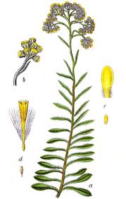 Attēlu rezultāti vaicājumam “Helichrysum arenarium bud”