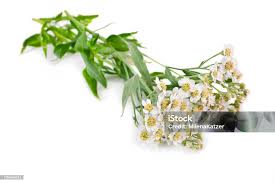 Attēlu rezultāti vaicājumam “Achillea salicifolia flower”