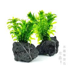 「水蘊草」的圖片搜尋結果