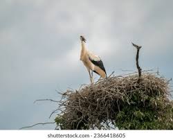 Attēlu rezultāti vaicājumam “Ciconia ciconia juvenile”