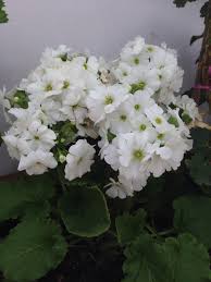 Image result for Primula obconica
