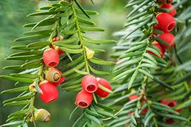 Attēlu rezultāti vaicājumam “Taxus baccata leaf”