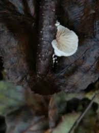 Attēlu rezultāti vaicājumam “Crepidotus versutus”