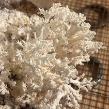 Attēlu rezultāti vaicājumam “Hericium coralloides”