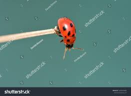 Attēlu rezultāti vaicājumam “Gonioctena”