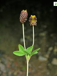 Attēlu rezultāti vaicājumam “Trifolium spadiceum flower”