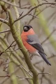 Attēlu rezultāti vaicājumam “Pyrrhula pyrrhula male”