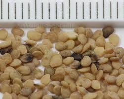 Attēlu rezultāti vaicājumam “Solanum nigrum”