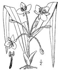 Attēlu rezultāti vaicājumam “Tradescantia virginiana flower”