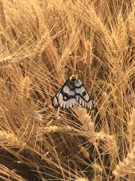 Attēlu rezultāti vaicājumam “Epirranthis diversata”