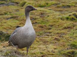 Attēlu rezultāti vaicājumam “Anser brachyrhynchus adult”