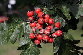 Attēlu rezultāti vaicājumam “Sorbus intermedia fruit”