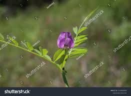 Attēlu rezultāti vaicājumam “Vicia angustifolia”