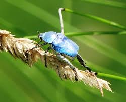 Attēlu rezultāti vaicājumam “Hoplia graminicola”