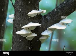 Attēlu rezultāti vaicājumam “Postia stiptica”