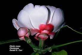 Attēlu rezultāti vaicājumam “Clusiaceae”