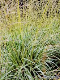 Attēlu rezultāti vaicājumam “Molinia caerulea leaf”