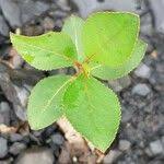 Attēlu rezultāti vaicājumam “Populus simonii leaf”