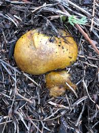 Attēlu rezultāti vaicājumam “Rhizopogon luteolus”