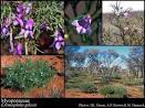 Photo of <b>Myoporaceae</b> R. Br.