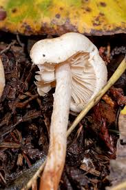 Attēlu rezultāti vaicājumam “Cribraria violacea spores”