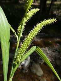 Attēlu rezultāti vaicājumam “Carex caryophyllea leaf”