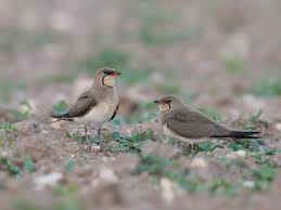 Image result for Glareola pratincola
