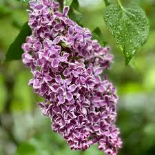 Attēlu rezultāti vaicājumam “Syringa vulgaris flower”