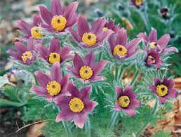 Attēlu rezultāti vaicājumam “Pulsatilla vulgaris”