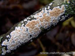 Attēlu rezultāti vaicājumam “Cylindrobasidium evolvens”