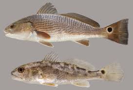Image result for Sciaenops ocellatus