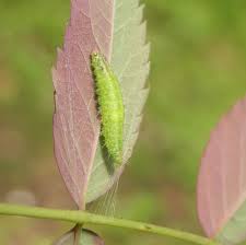 Attēlu rezultāti vaicājumam “Cnaemidophorus rhododactyla”