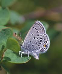 Attēlu rezultāti vaicājumam “Vacciniina optilete underside”