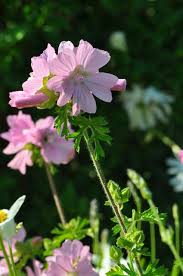 Image result for Malva moschata