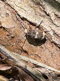 Attēlu rezultāti vaicājumam “Platystomos albinus”