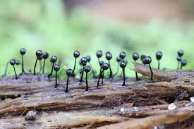 Attēlu rezultāti vaicājumam “Lamproderma arcyrioides macro”