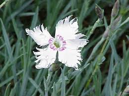 Attēlu rezultāti vaicājumam “Dianthus arenarius bud”