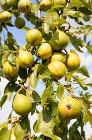 Attēlu rezultāti vaicājumam “Pyrus communis fruit”