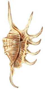 Attēlu rezultāti vaicājumam “Schistidium robustum”