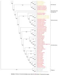Attēlu rezultāti vaicājumam “Myriosclerotinia scirpicola”
