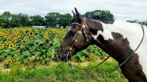 Image result for Winchester Riding Club