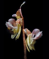 Attēlu rezultāti vaicājumam “Epipogium aphyllum”